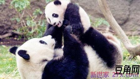 动物亲子优美词句