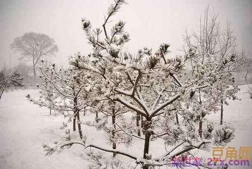 咏雪的关键词句 咏雪的重点词