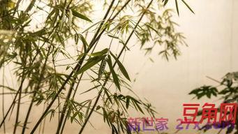 带竹子的词句 含有竹字的诗句
