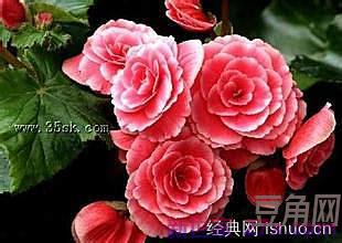 描述月季花的词句