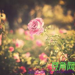 描述鲜花的美丽词句 描写鲜花的优美语句