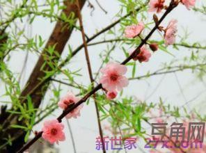 诗经形容三月的词句