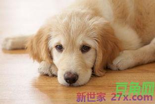 描写动物优美的词句 描写小动物外貌的优美句子