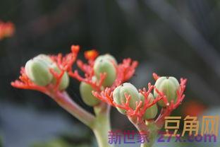 形容花的生长词句