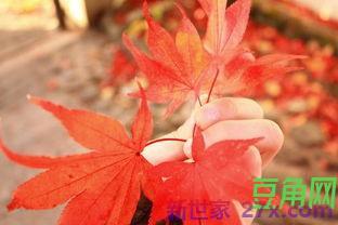 赞美老年人美的词句