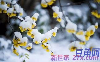 形容蜡梅香的好词句 描写腊梅香气的优美句子
