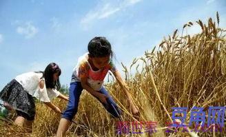 割麦子旅游词句