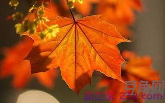 描写枫叶被霜打过的词句