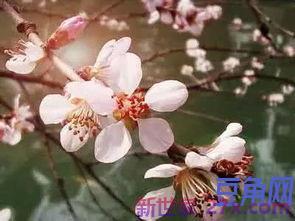春天描写果树的词句