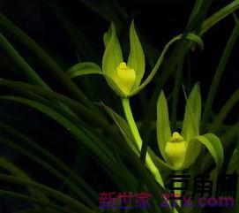 形容兰花灯的词句 赞美兰花的句子