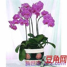 赞蝴蝶兰的诗词句