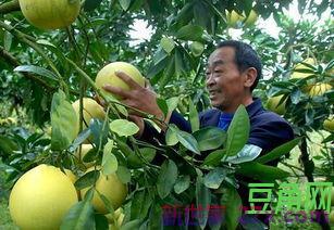 用水果表达感情的句子 要用什么水果形容爱情