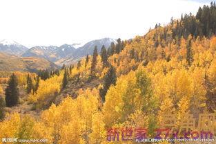 秋天山林的词句