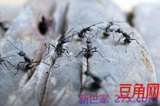 关于蚂蚁的词句
