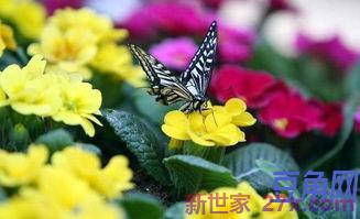 嫉开头的诗词句 断念剑开头的诗句