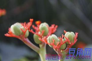 描写绿萝的优美词句