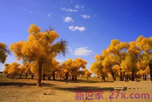 胡杨词句