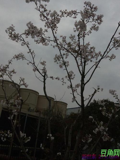 突然发现春天来了词句 学习形容春天来了的好词好句