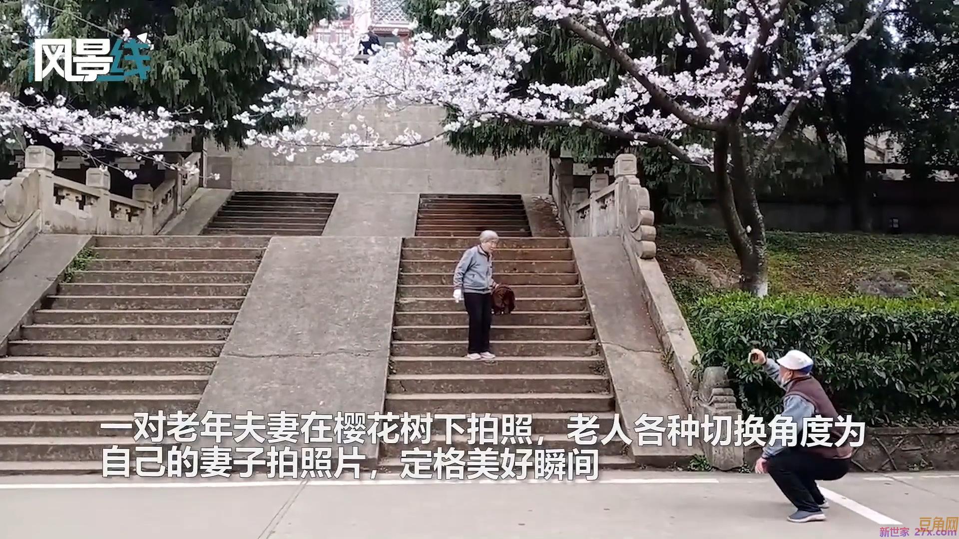 樱花下的情感故事