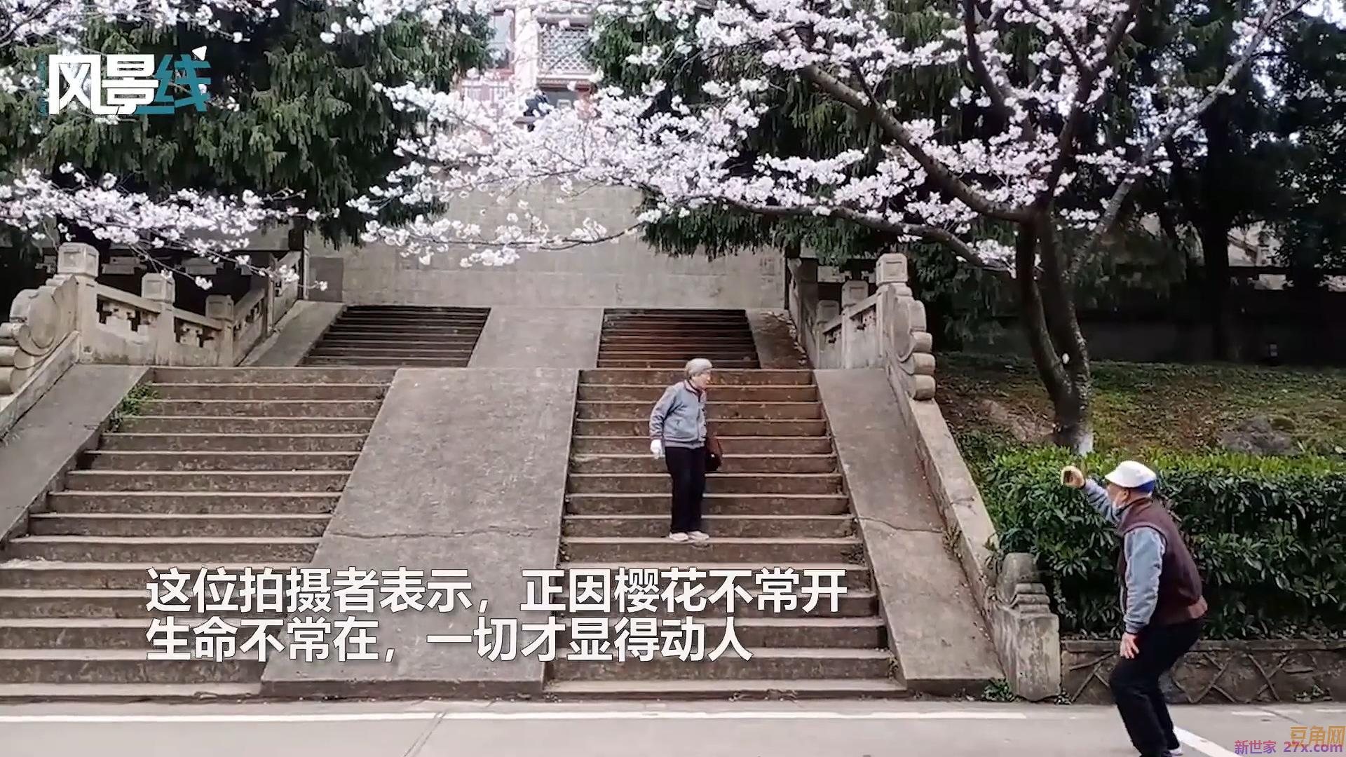 樱花下的情感故事