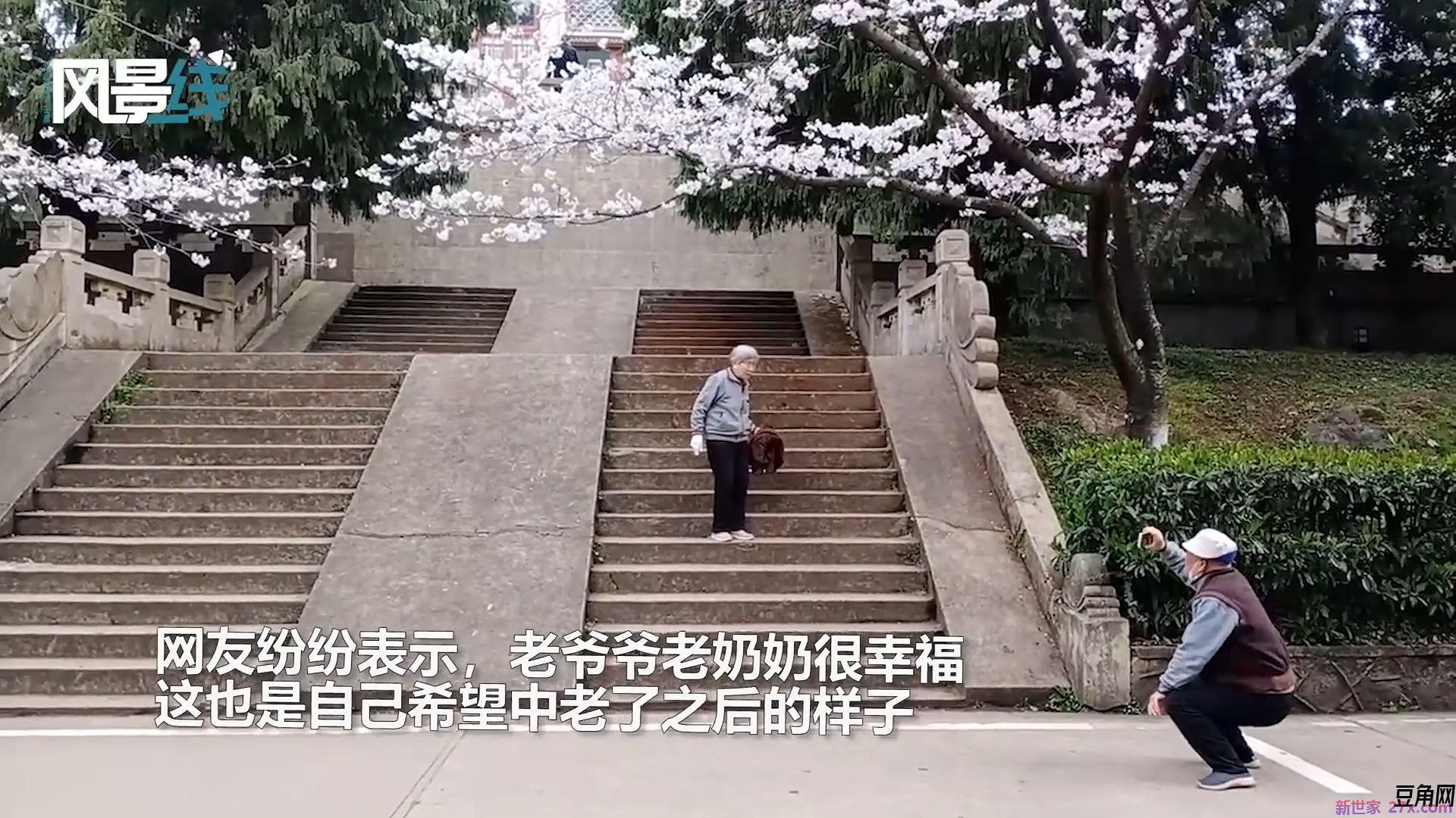 樱花下的情感故事