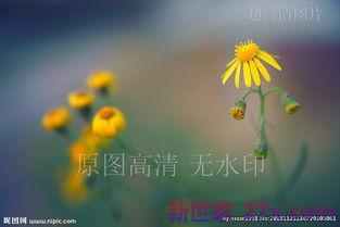 表达万寿菊鲜花的开放的句子 万寿菊开放的比喻句子