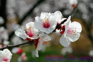 关于春天杏花的词句 关于春天杏花的诗句