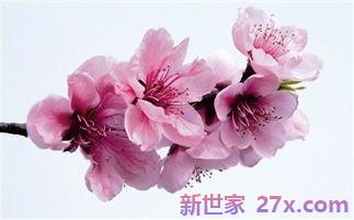 关于赞美桃花的词句