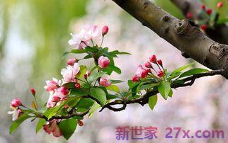 写粟的诗词句 诗名里带粟字的诗词有哪些