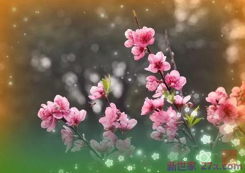 桃花心木词句理解 桃花心木的词句解析