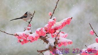 对梅花的赞美四字词句