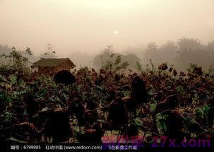 赞美残荷在晨雾里的美景词句