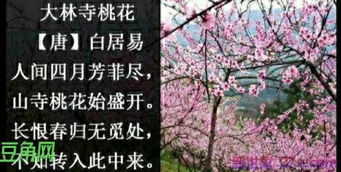 大林寺桃花古诗(大林寺桃花的诗意)