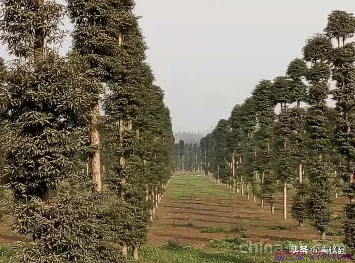 情人相处要注意什么(夫妻相处需要注意哪些要点和细节)