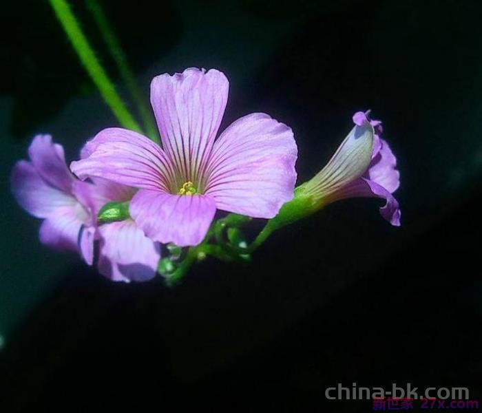 夫妻离婚前征兆有什么(离婚之前的四个征兆)