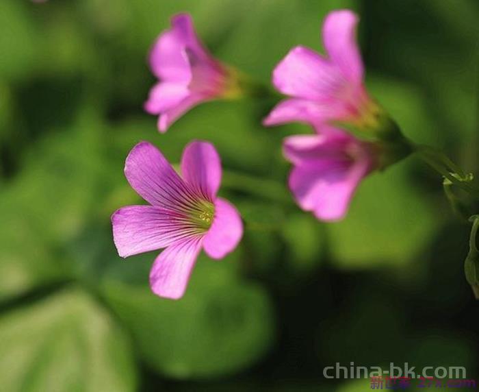 夫妻离婚前征兆有什么(离婚之前的四个征兆)