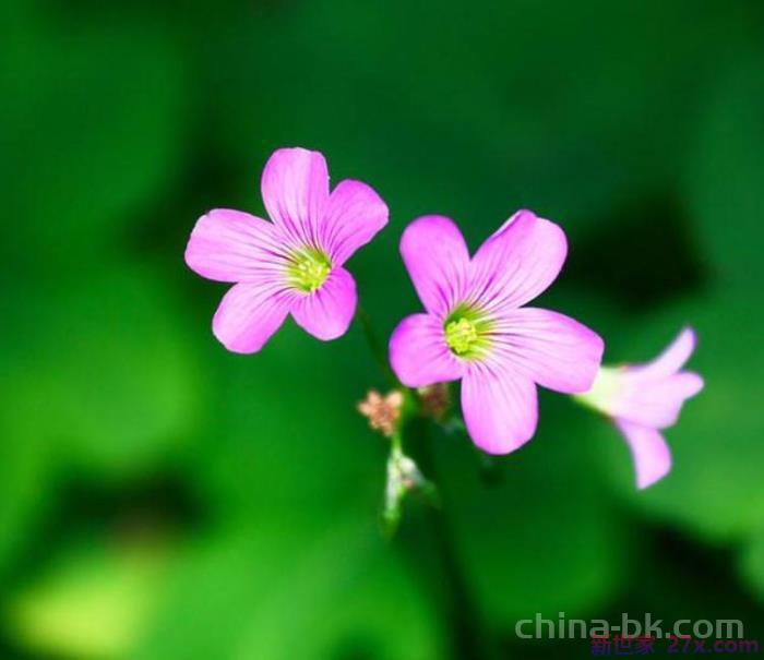 夫妻离婚前征兆有什么(离婚之前的四个征兆)