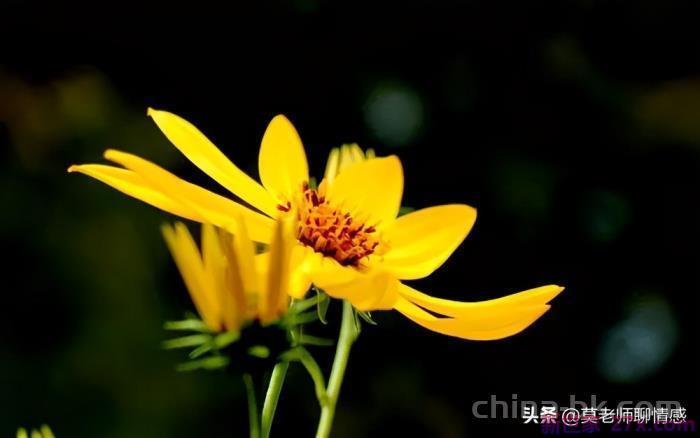 女人出轨后还能挽回吗(女人出轨的四个原因)