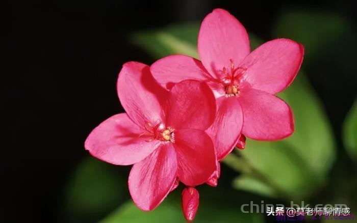 女人出轨后还能挽回吗(女人出轨的四个原因)