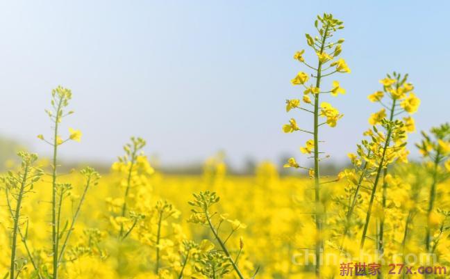 享受大自然的心情说说 适合在油菜花拍照说说的句子
